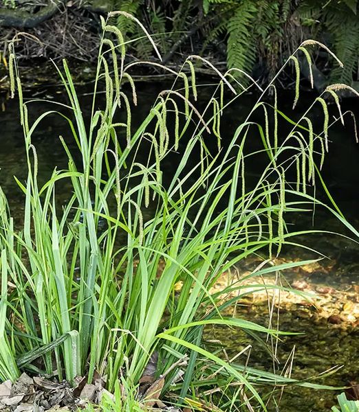 Carex pendula